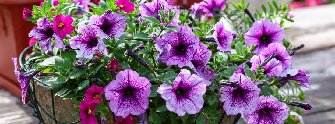 What to Plant in June (UK): The Essential Guide for a Thriving Summer Garden 