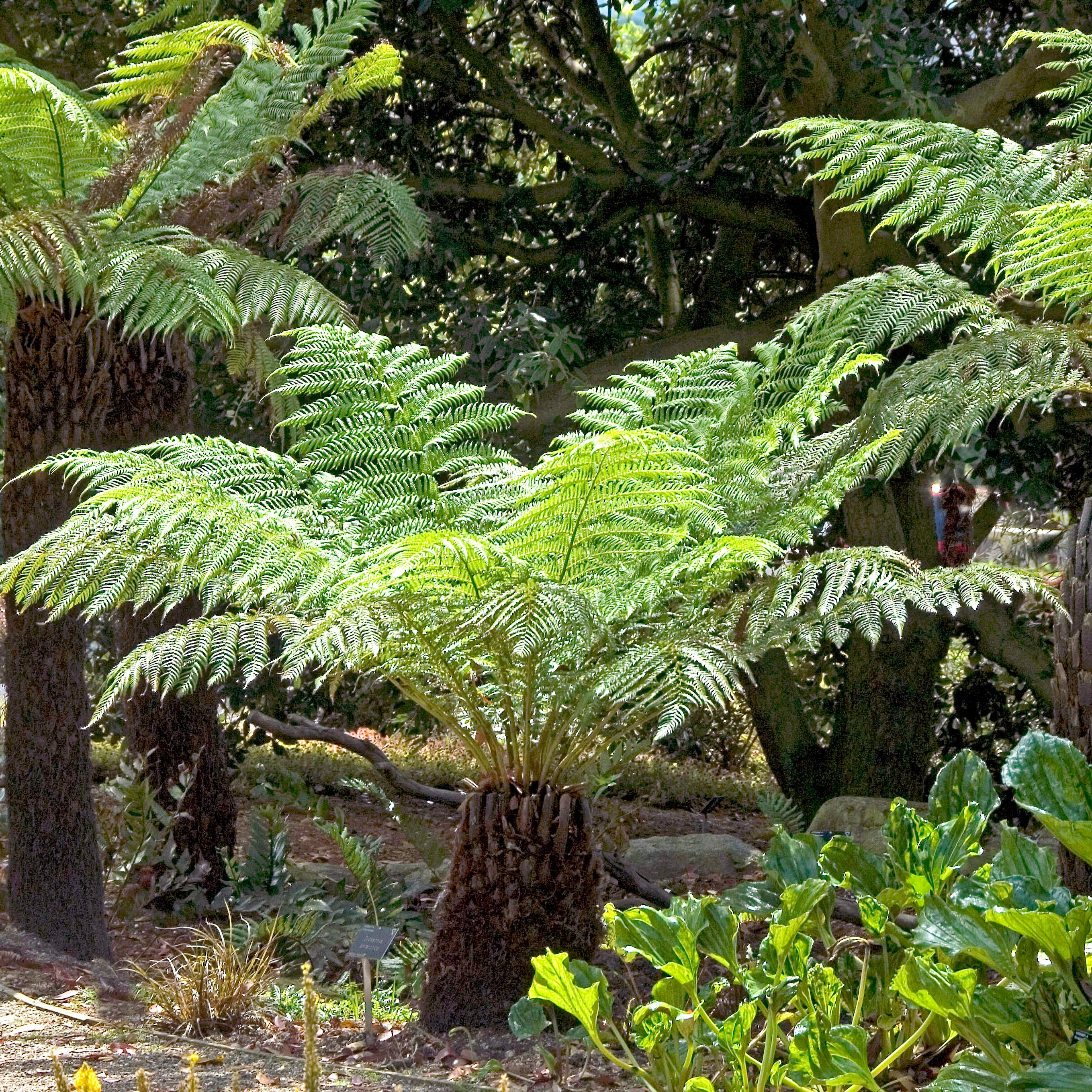 Bring lush greenery and elegance to your garden