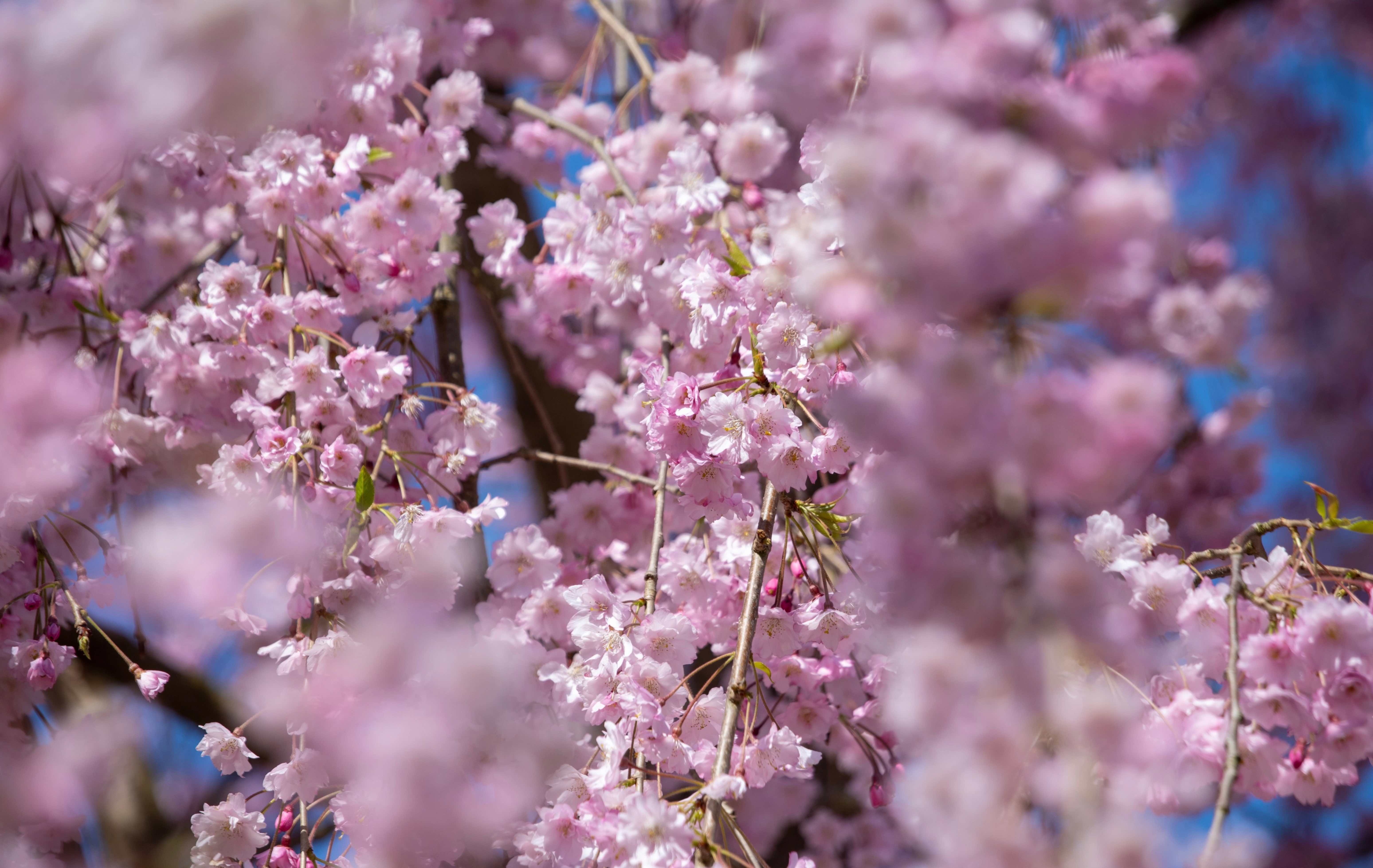 Add beauty, structure and seasonal interest with trees