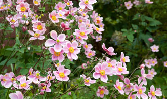 What to plant in Autumn: Your Autumn planting Guide