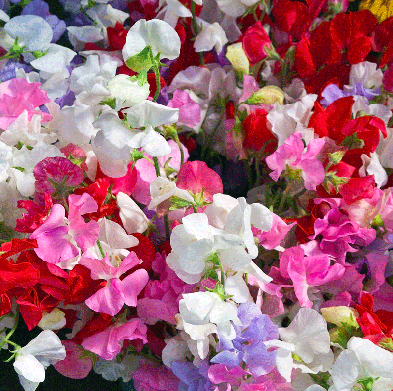 Spring summer pot bedding