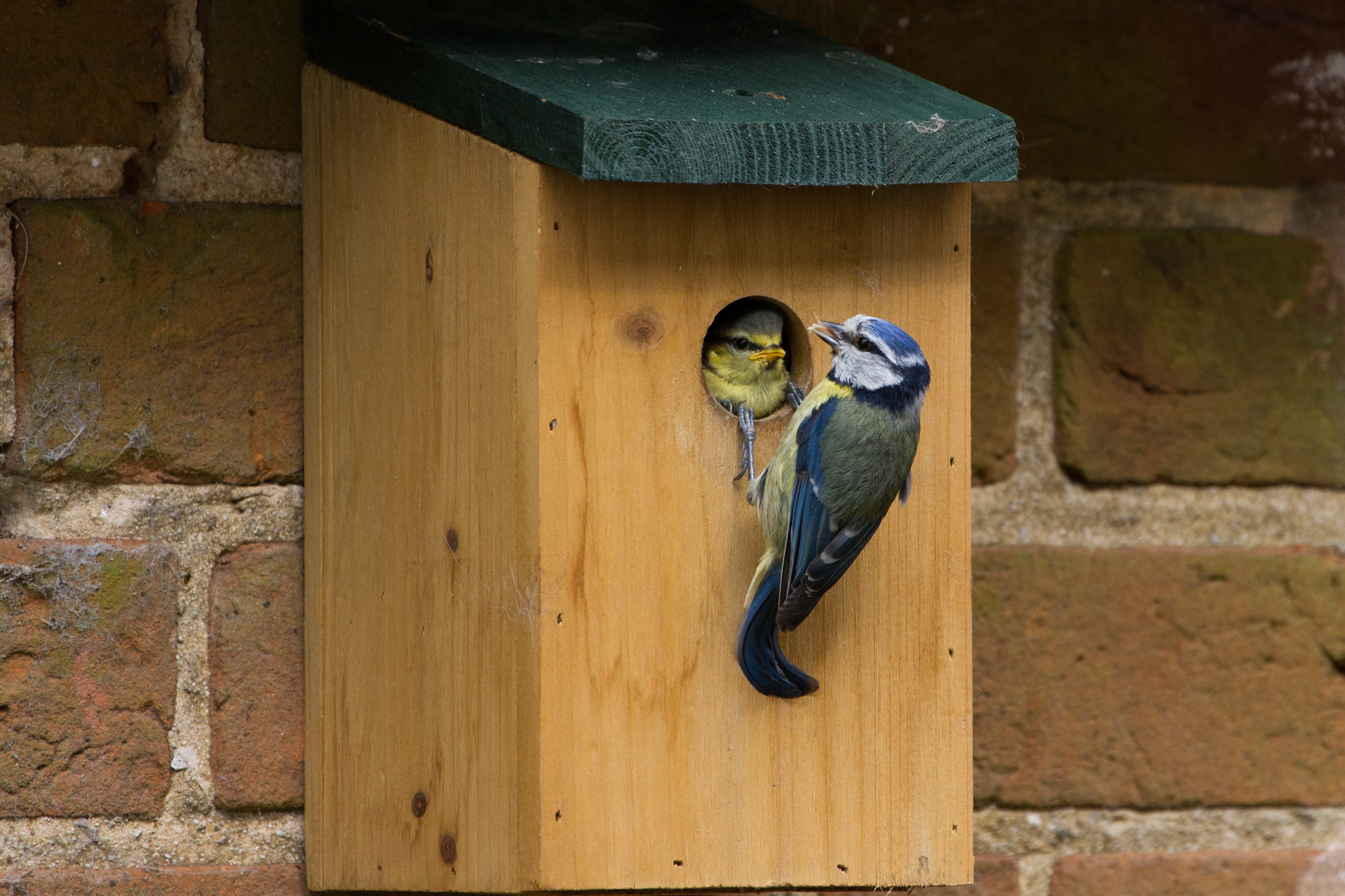 Nesting boxes and houses