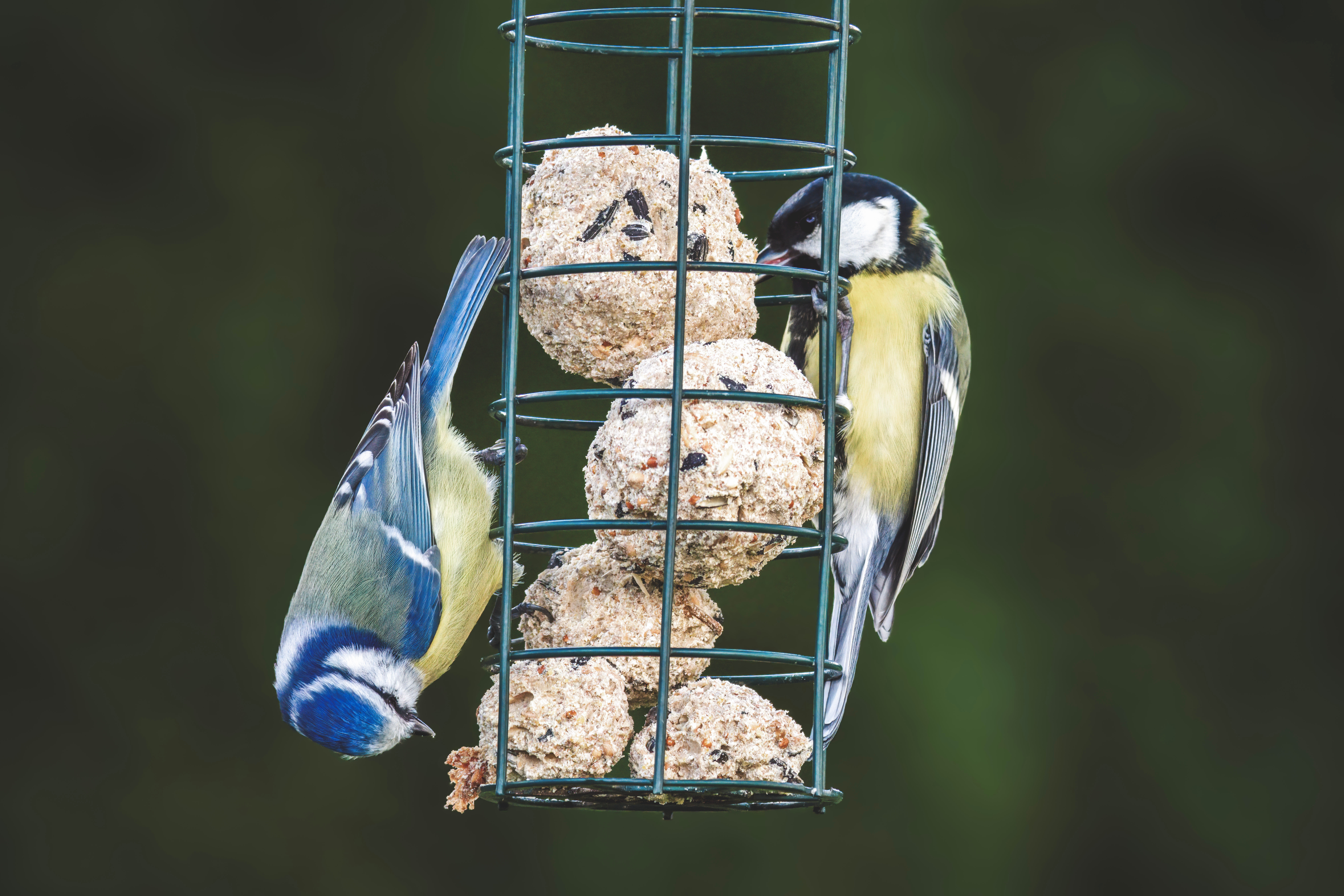Wildlife and Bird Care 