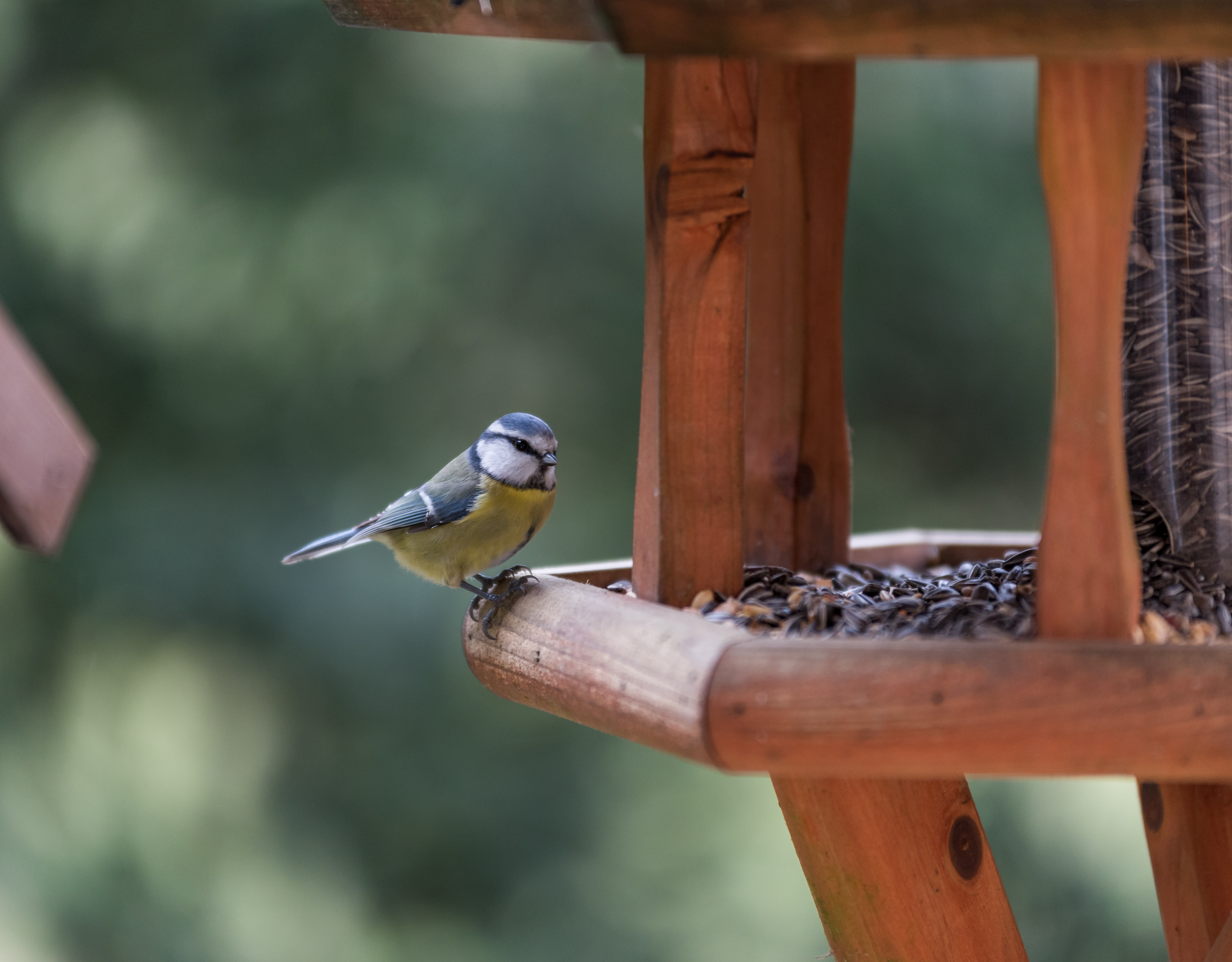 Bird tables 