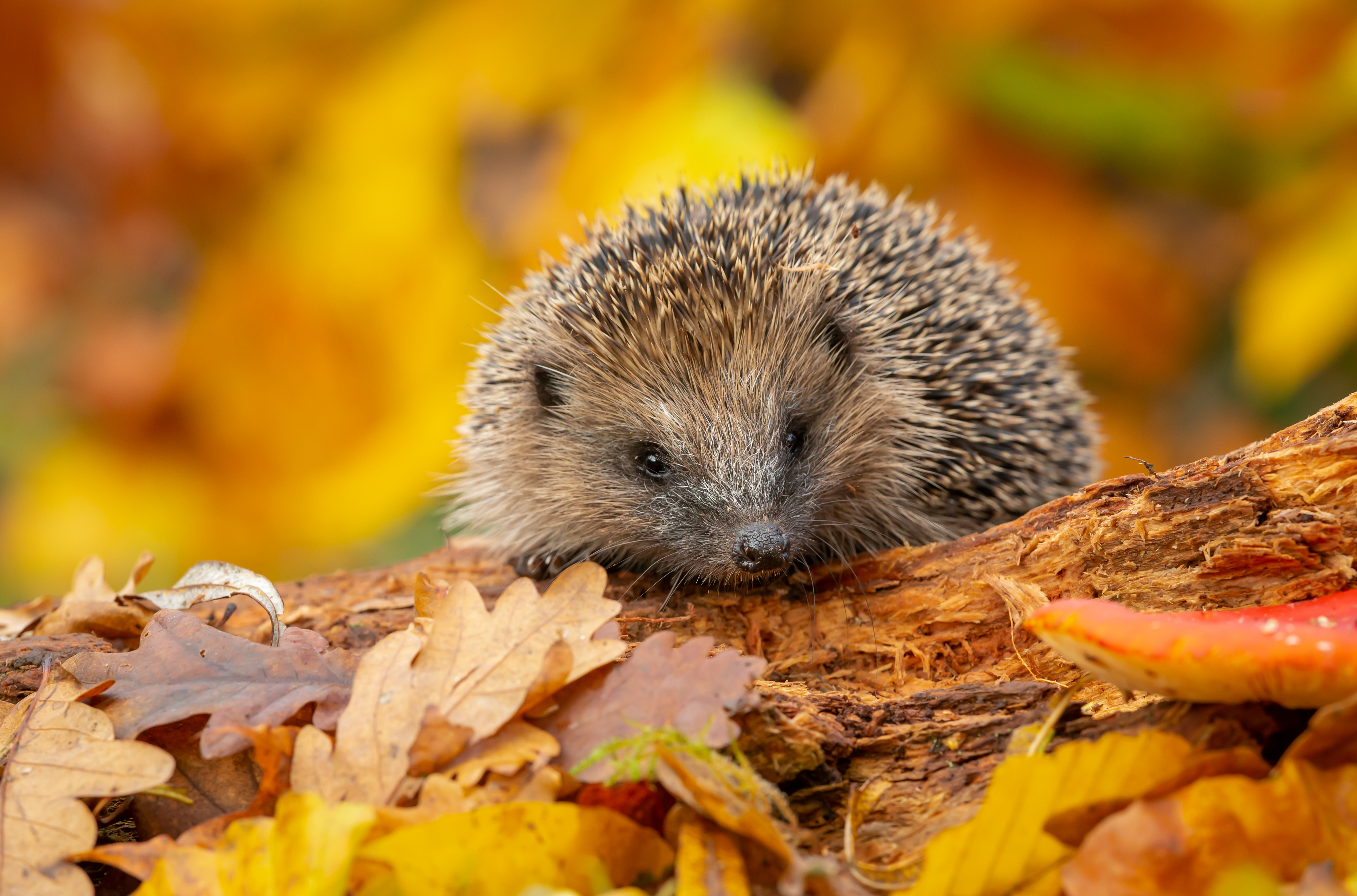 Hedgehog care 