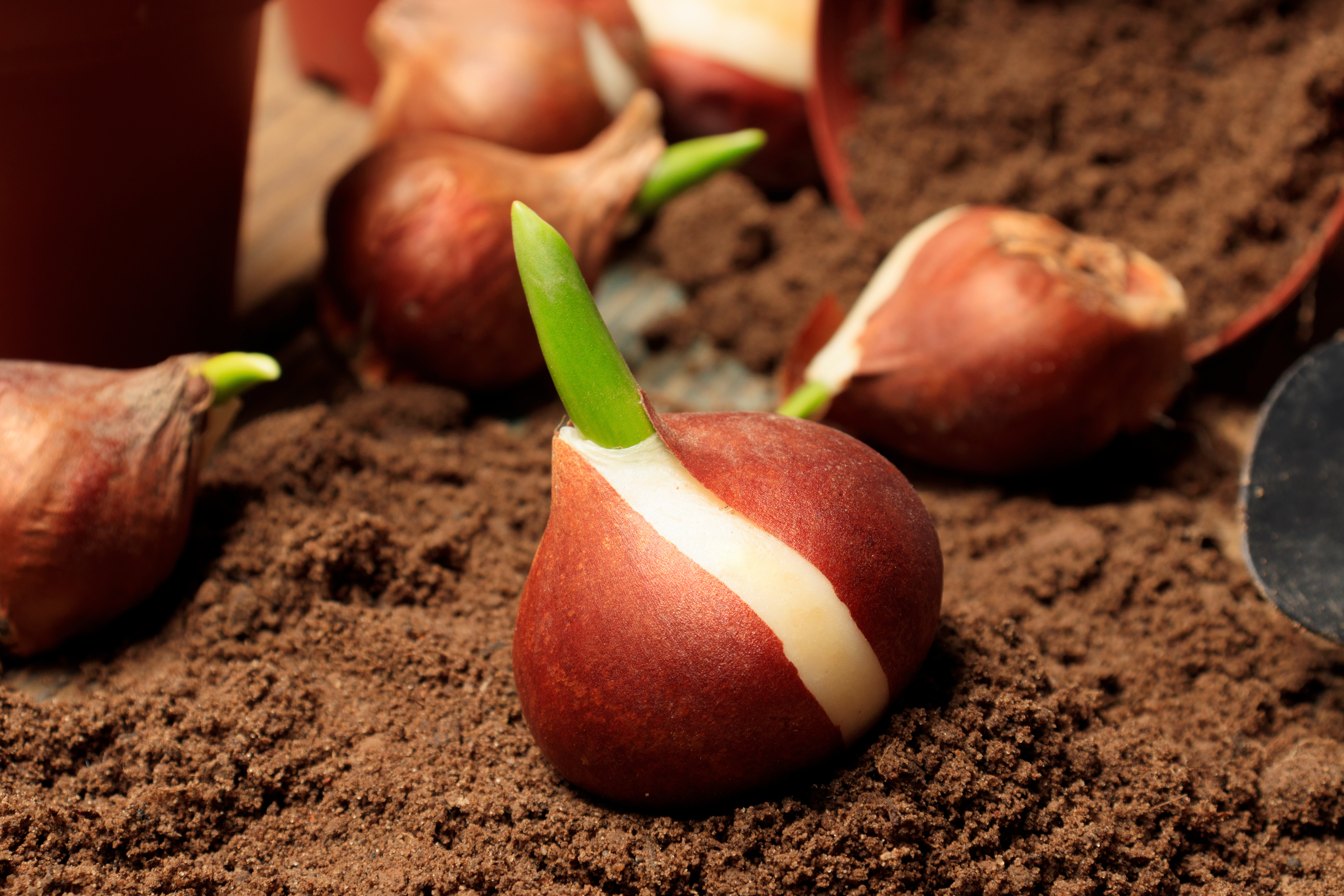 Bulbs