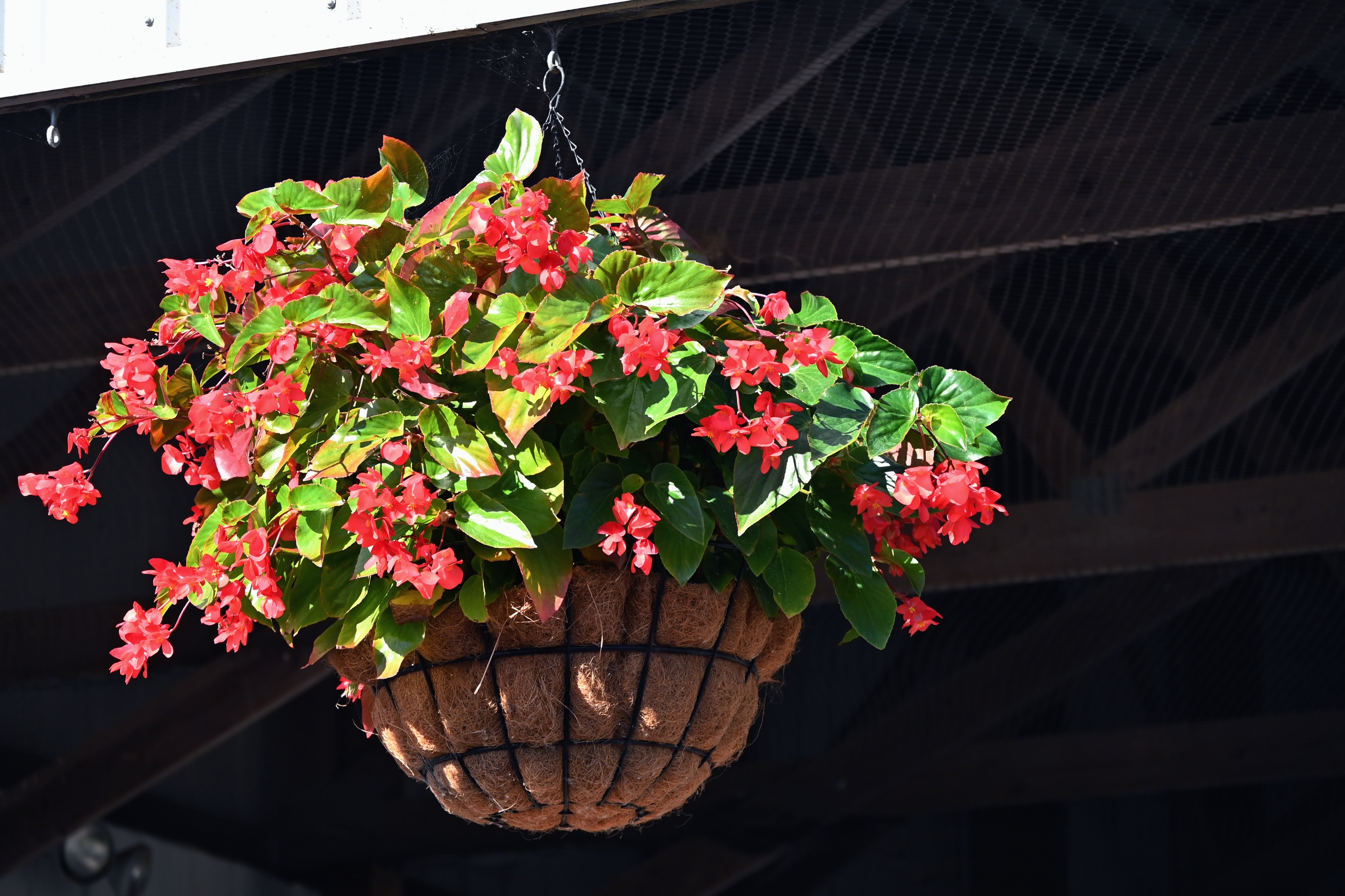 Pots, Planters and Hanging Baskets