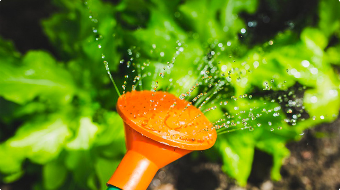 Watering