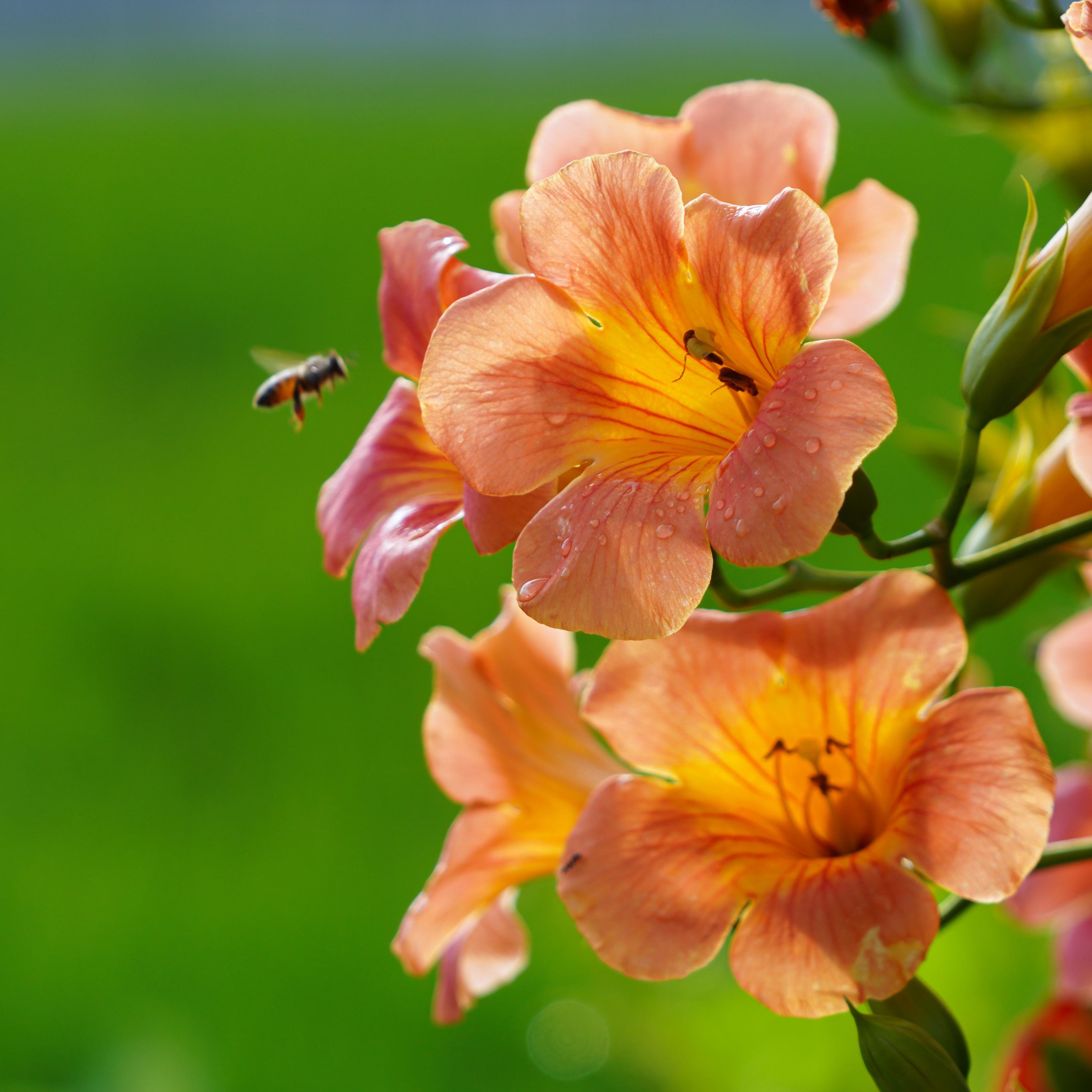 Discover the versatility of climbing plants