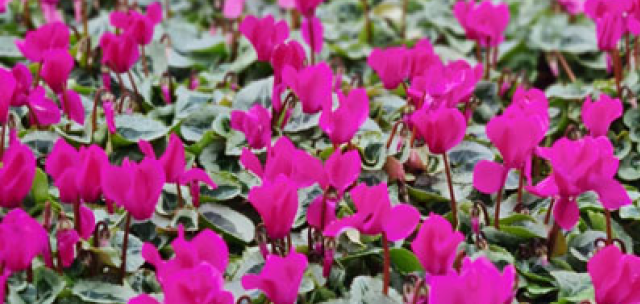 Autumn winter pack bedding