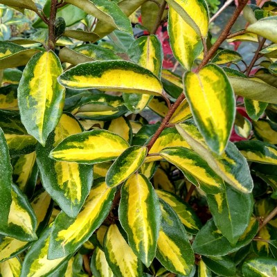 Fast-growing hedging