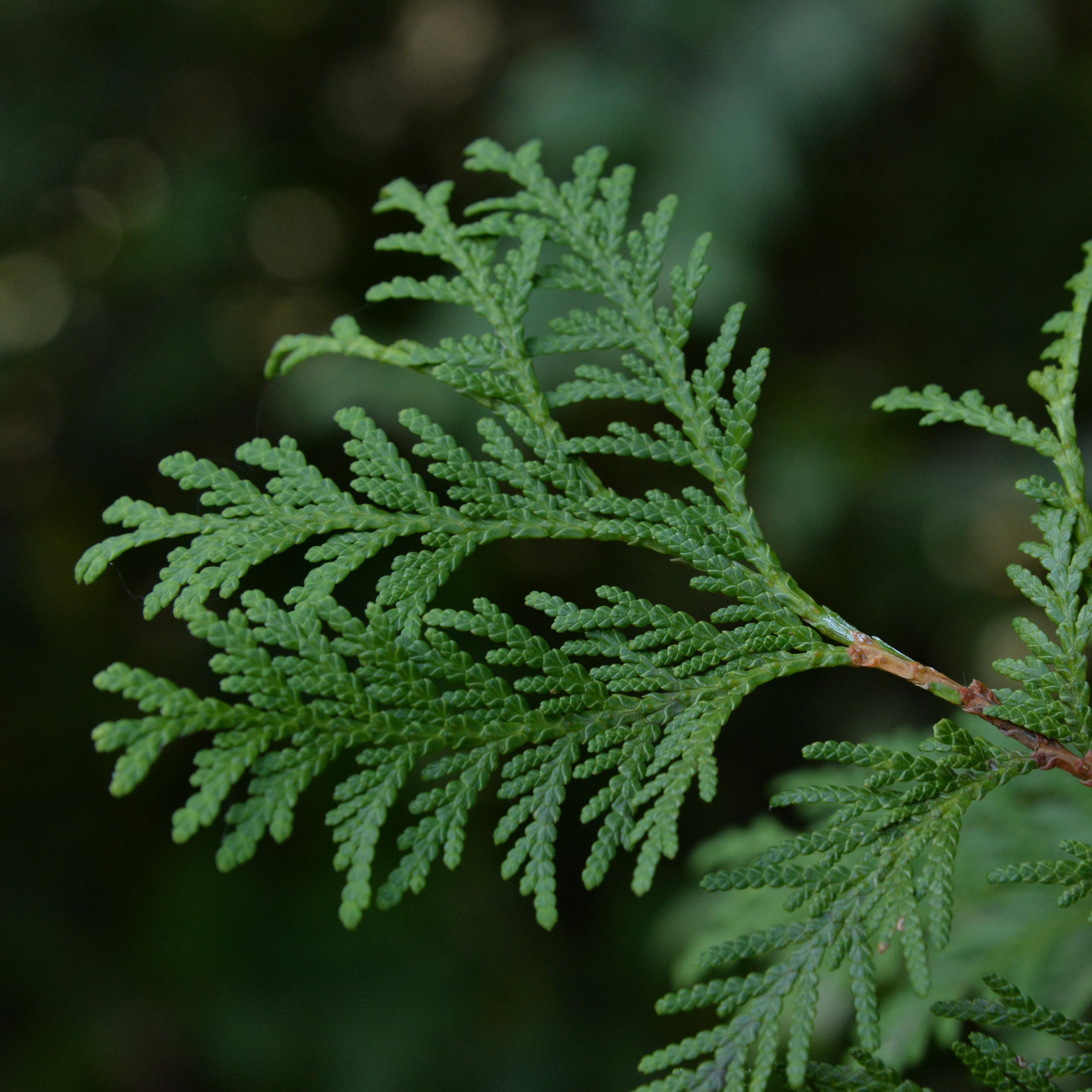Slow-growing conifers