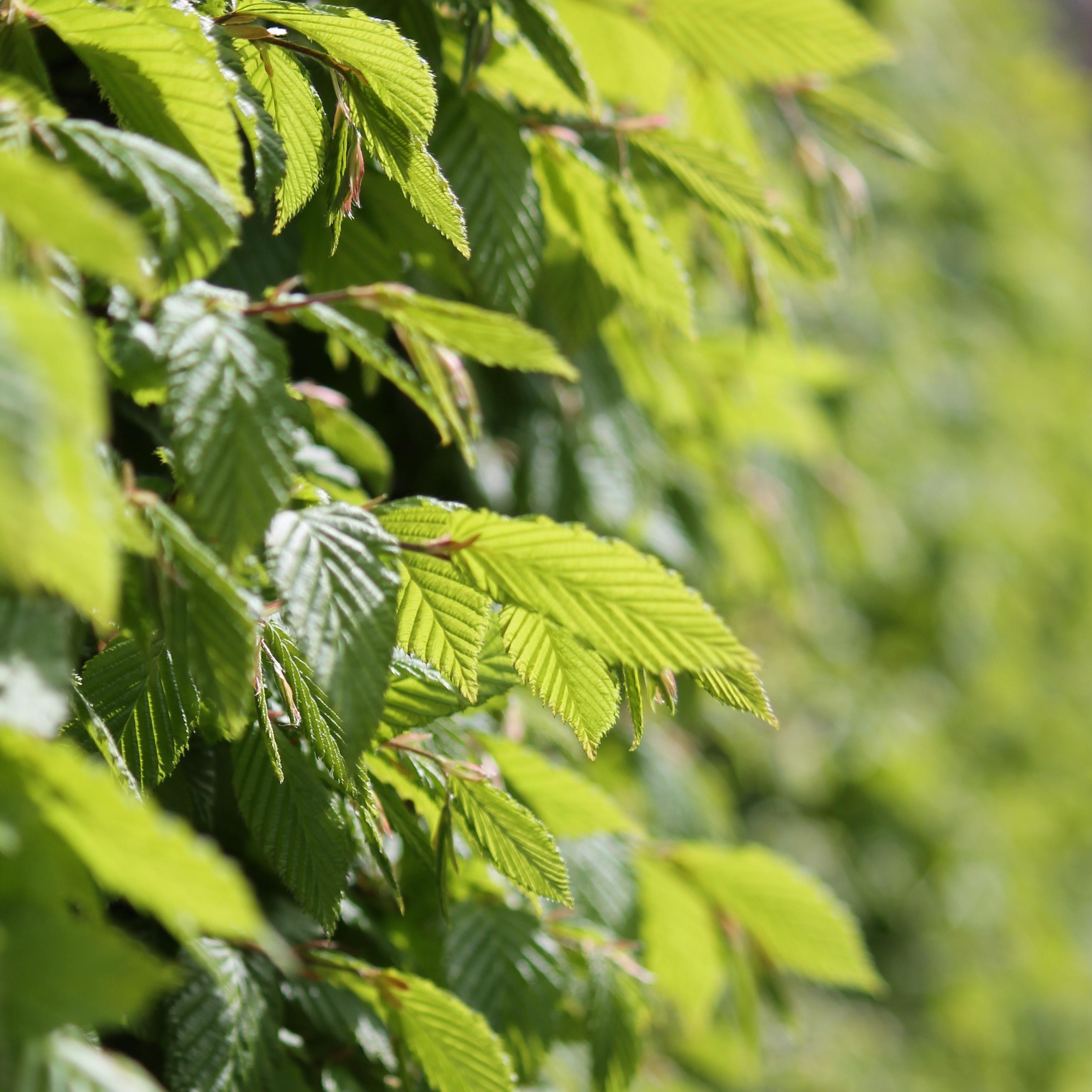 How do I plant a hedge?