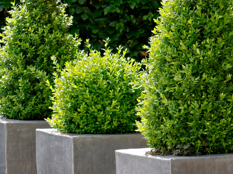Poplar Nurseries stocks a wide variety of the best hedge plants