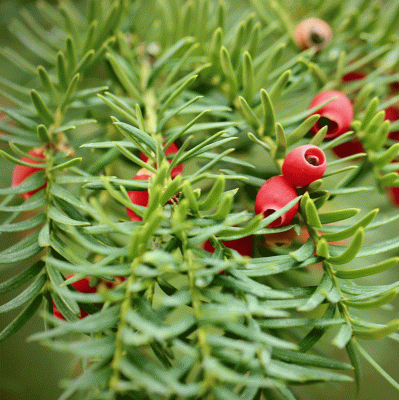 Fast-growing conifers
