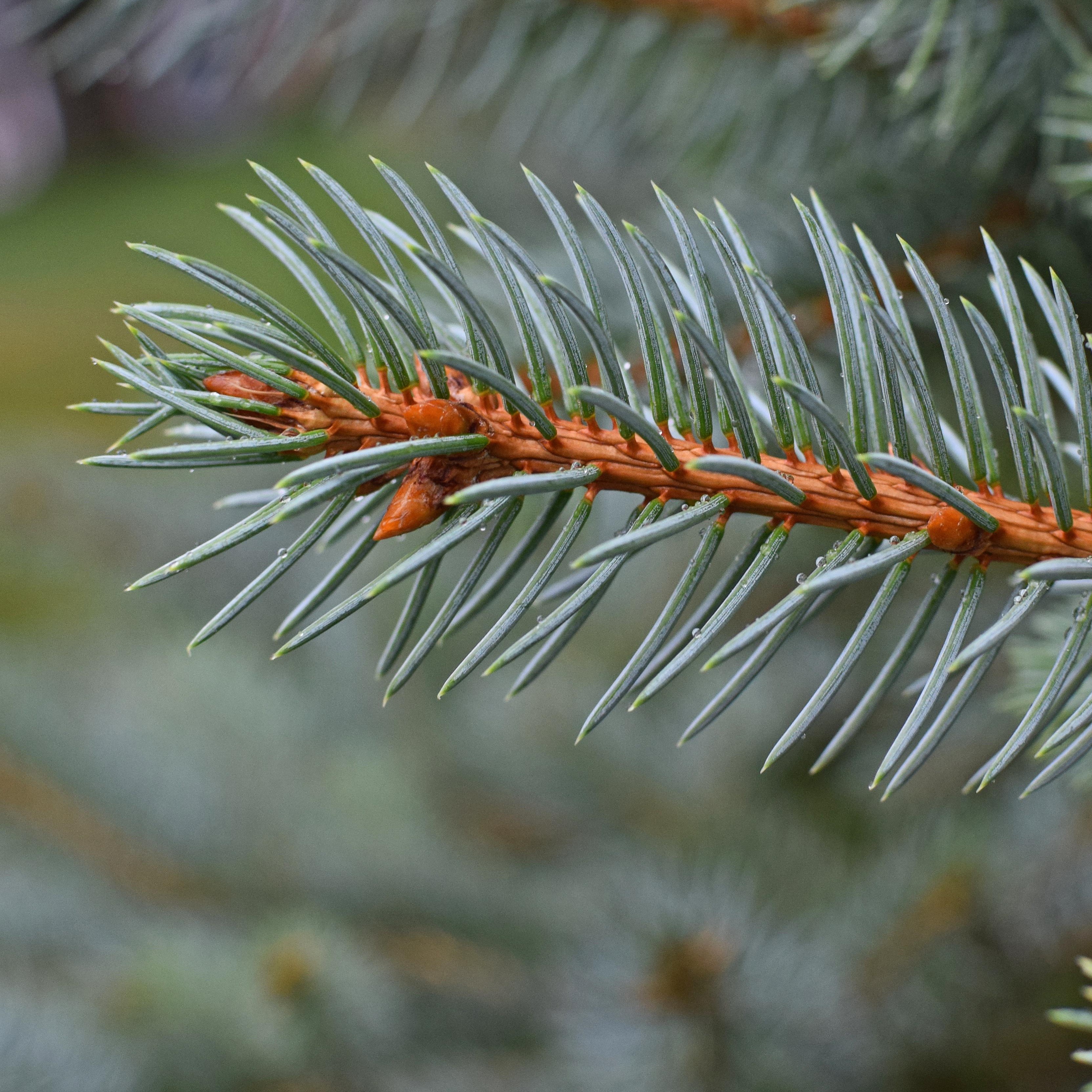 Hedging and Conifers