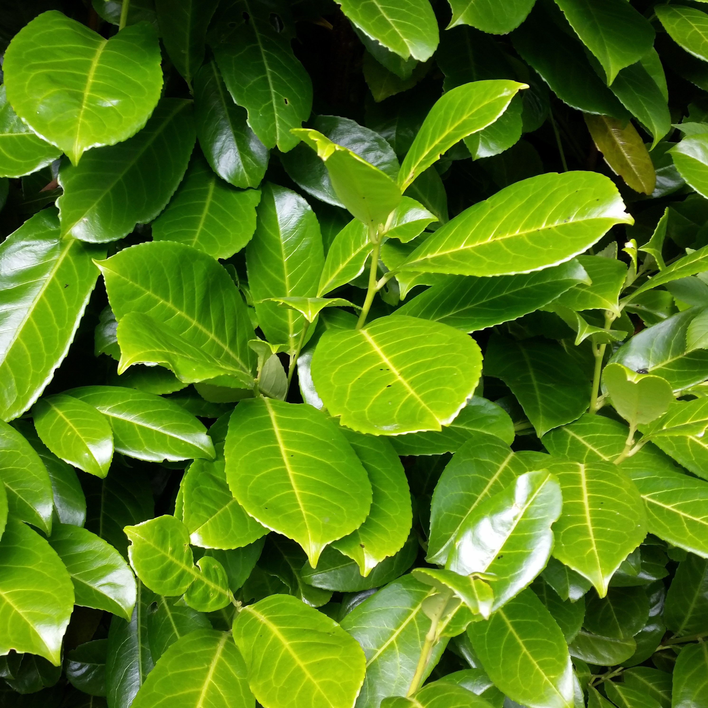Evergreen hedging