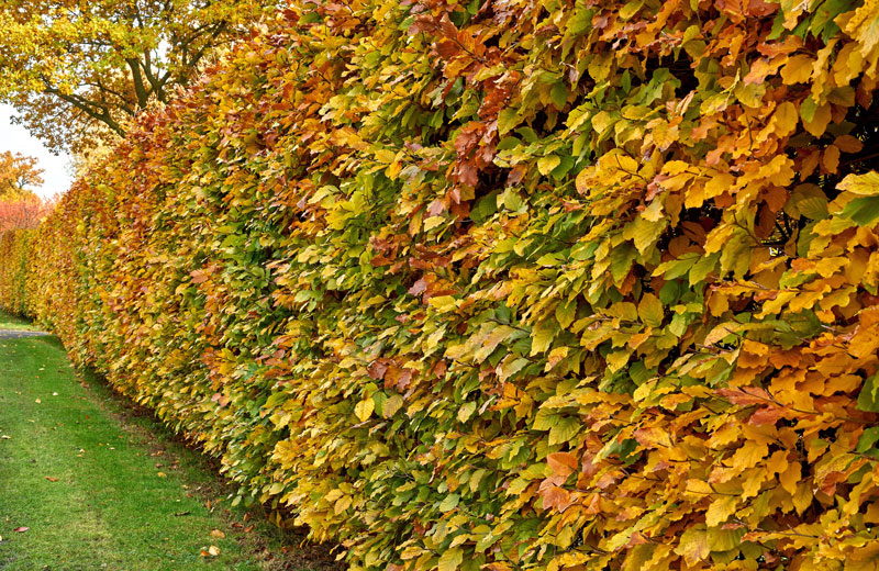 Native hedging