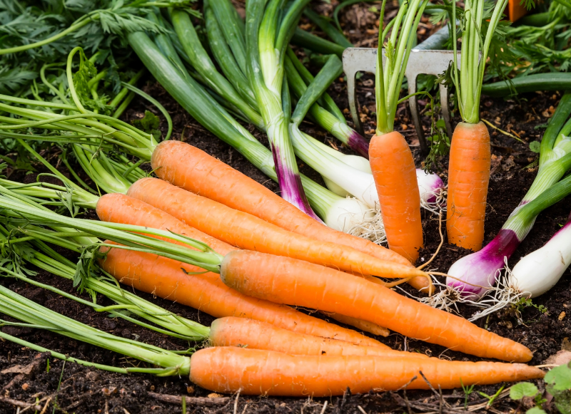 Spring pack veg