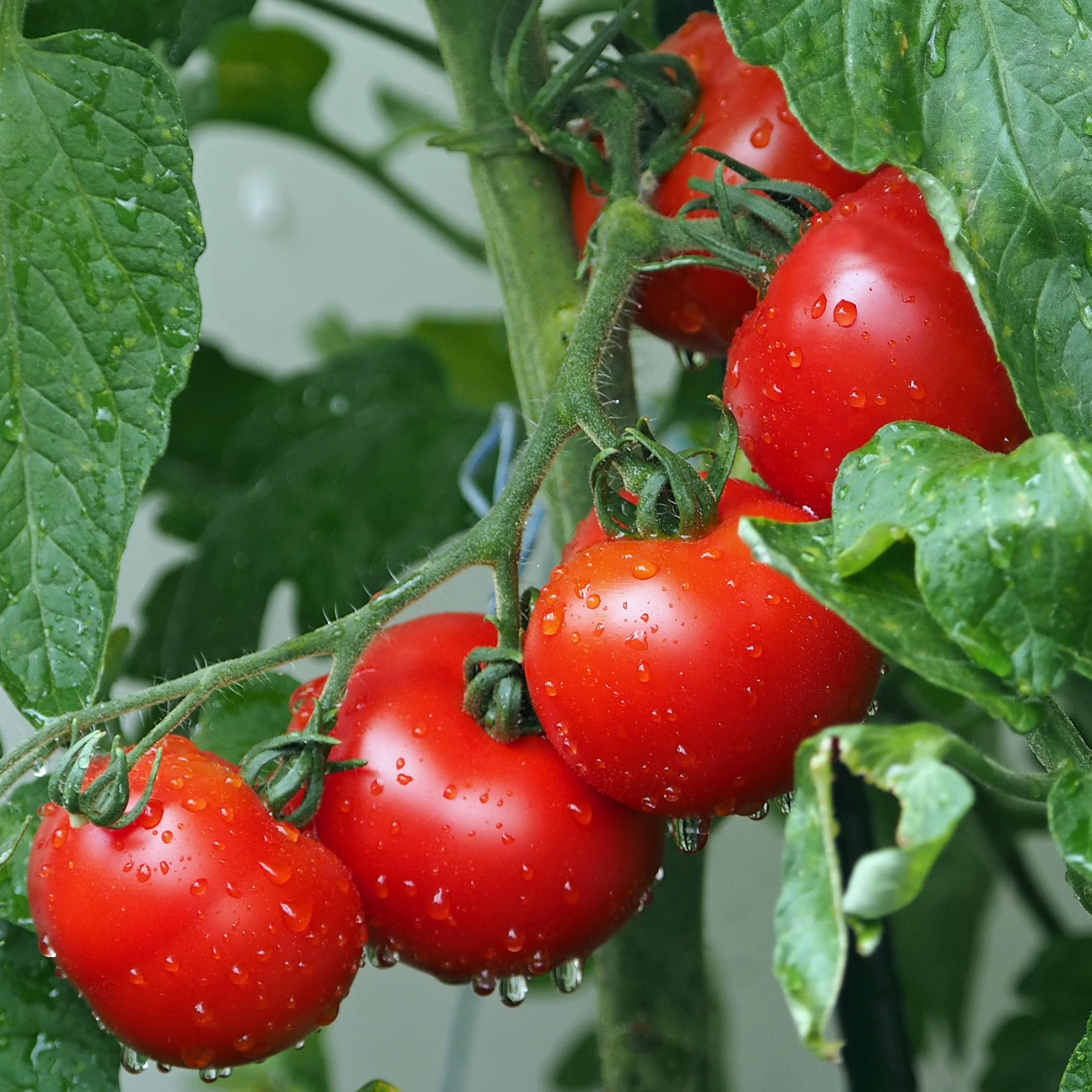 Outdoor potted veg