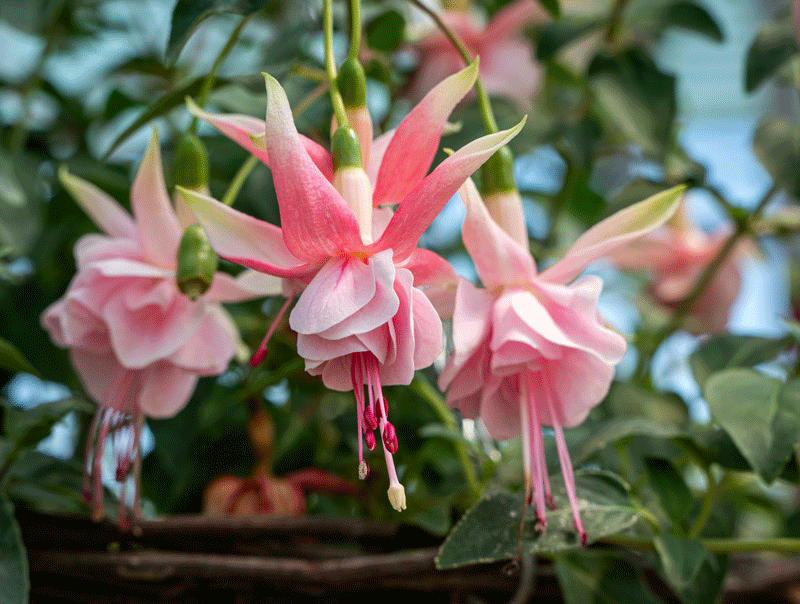 When to plant bedding plants