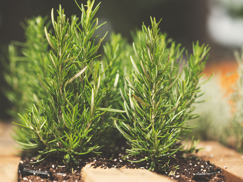 Ensure a steady supply of herbs and vegetables throughout the year