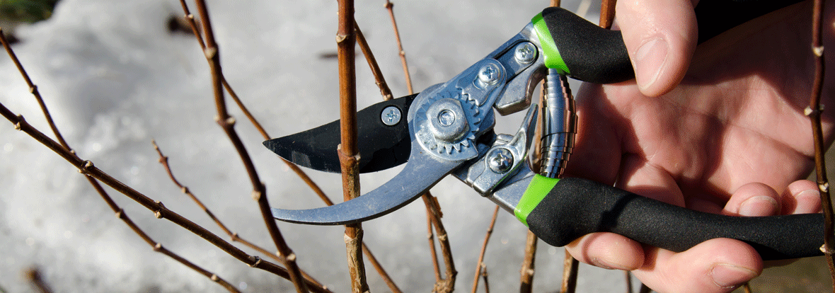 Poplar's Tool Sharpening 
