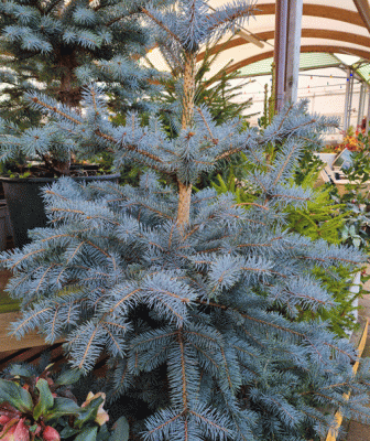 Potted Christmas Trees Now Available