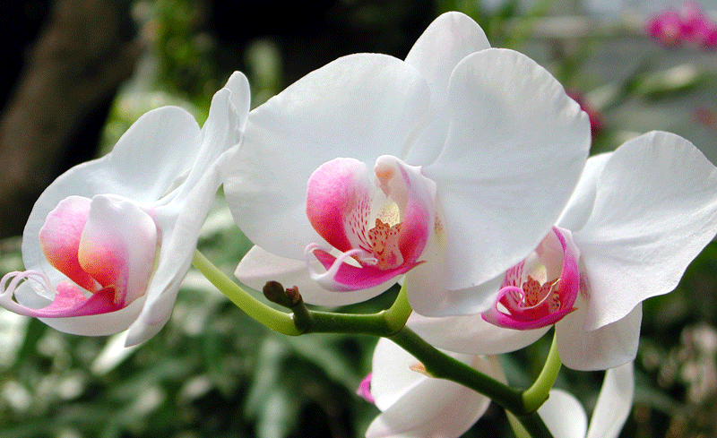 Houseplants at Poplar