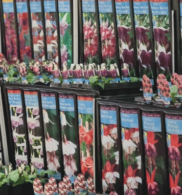 Kinder Plug Plants Available Now!